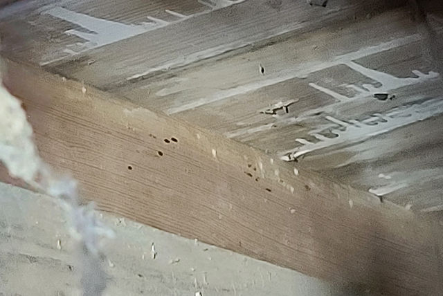Twin City Exterminating Termite Damage