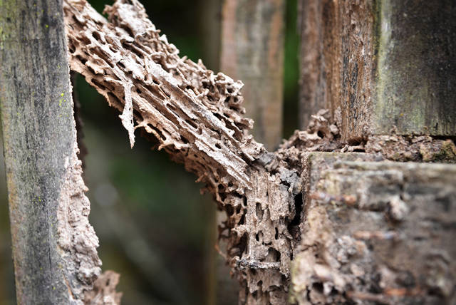 Trelona Termite Baiting System
